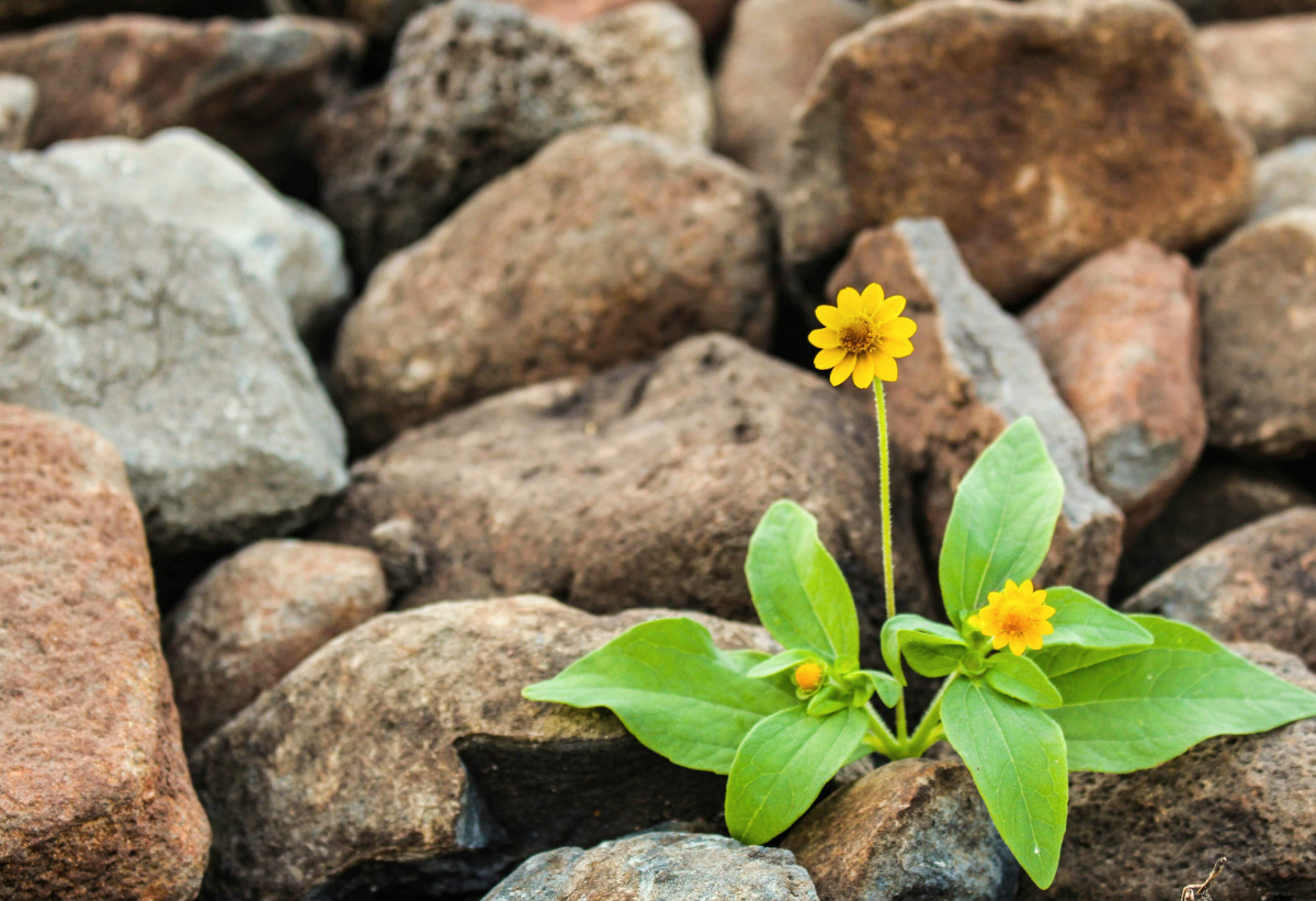 Qué es la resiliencia y cómo desarrollarla en tu vida